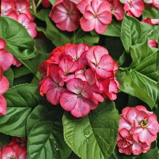 Geranium Maverick Scarlet Picotee – Pelargonium Seeds | 1,000 Seeds | Scarlet Picotee Blooms | Robust Garden Variety | Pot & Landscape Friendly | Easy to Grow