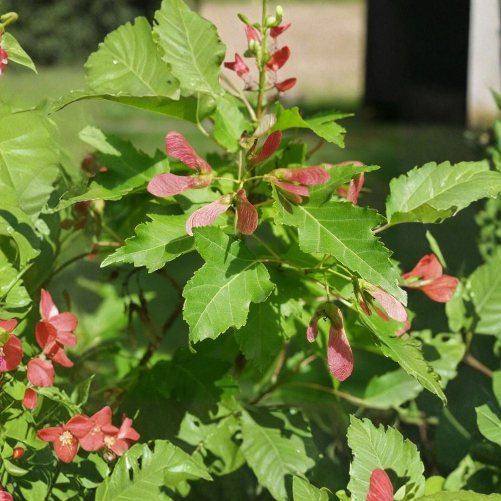 Amur Maple Seeds – Acer ginnala | 25 Alaska Grown Tree Seeds | Cold Hardy Ornamental Tree | Bonsai Friendly | Easy to Grow