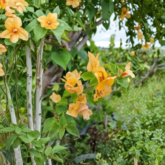 3 Live California Gold Bougainvillea Plants – 4–6" Starters | Yellow Blooms | Tropical Flowering Vine | Rooted in Soil | No Pot