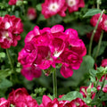 Bright Pink Geranium Seeds – 10 Pelargonium Zonale Flower Seeds | Pollinator Friendly Blooms | Patio & Balcony Garden Plant
