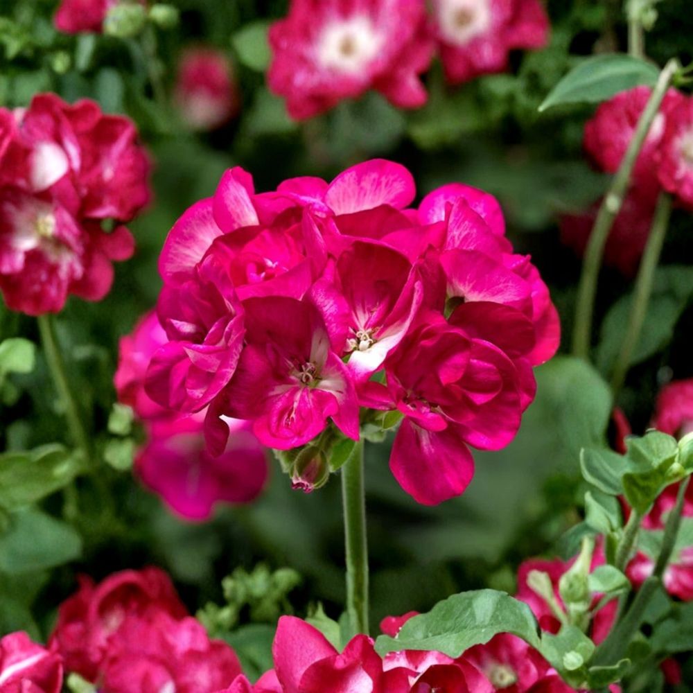 Bright Pink Geranium Seeds – 10 Pelargonium Zonale Flower Seeds | Pollinator Friendly Blooms | Patio & Balcony Garden Plant