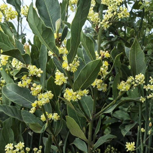 Bay Laurel Sweet Bay – Laurus nobilis Live Rooted Plant | Quart Nursery Pot | Culinary Herb Shrub | Easy to Grow Evergreen
