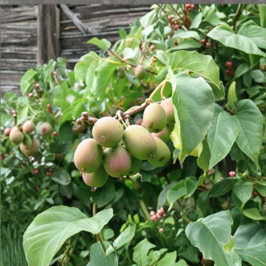 Female Hardy Kiwi ‘Anna’ Live Plant – Actinidia arguta ‘Anna’ | Rooted Starter Vine | Zones 4–9 | Edible Fuzzless Fruit