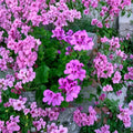 Purple Regal Geranium Cuttings – Pelargonium x domesticum Live Plant Cuttings | 3 Unrooted 6 Inch Cuttings | Orchid-Like Purple Blooms | Patio & Container Friendly | Easy to Grow