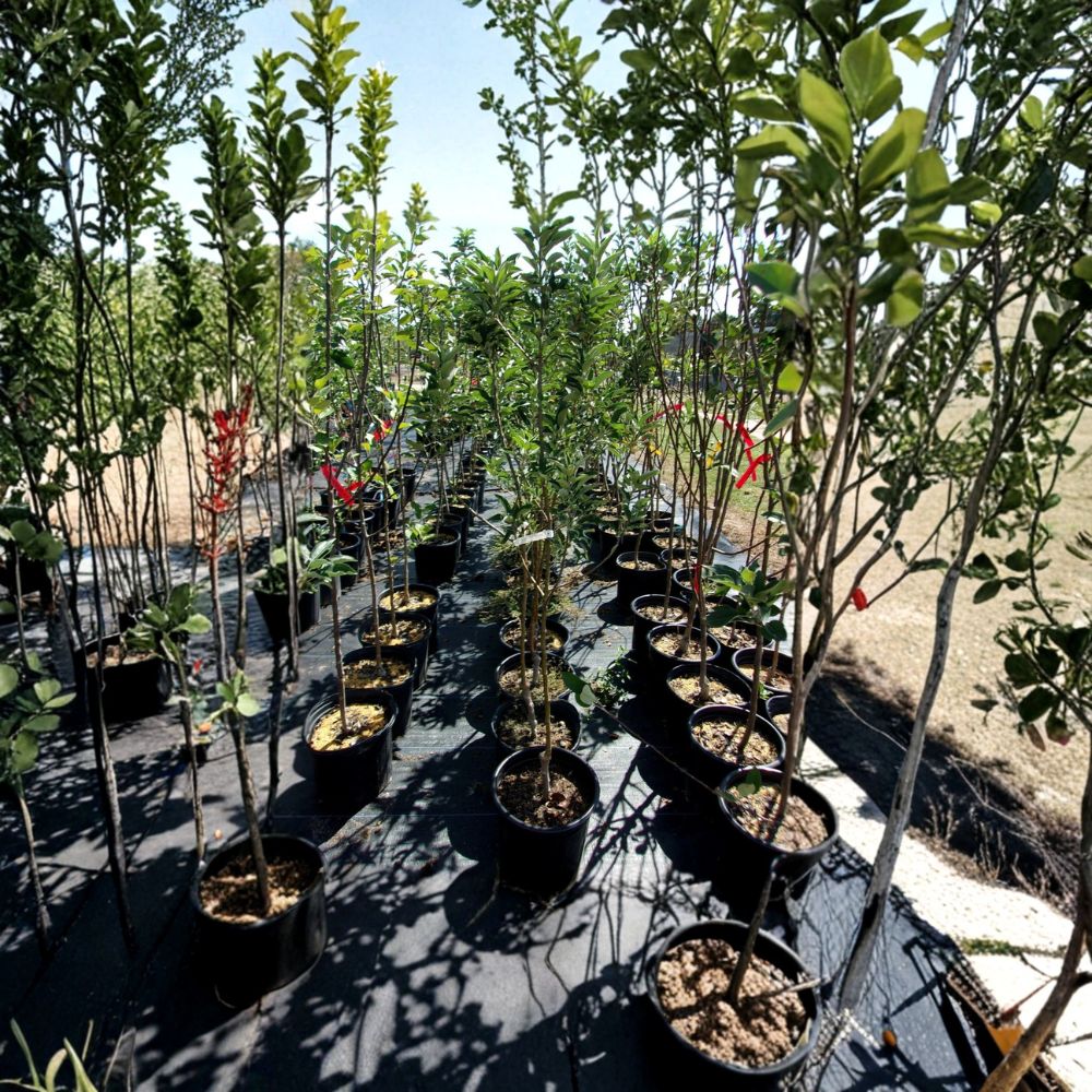Ambrosia Apple Tree – Live Fruit Tree | 4–6 Feet Tall | Sweet Juicy Apples | Home Orchard Favorite | Easy to Grow