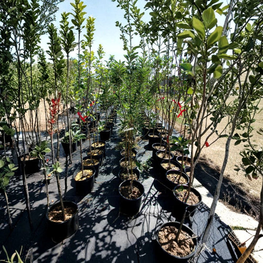 Ambrosia Apple Tree – Live Fruit Tree | 4–6 Feet Tall | Sweet Juicy Apples | Home Orchard Favorite | Easy to Grow