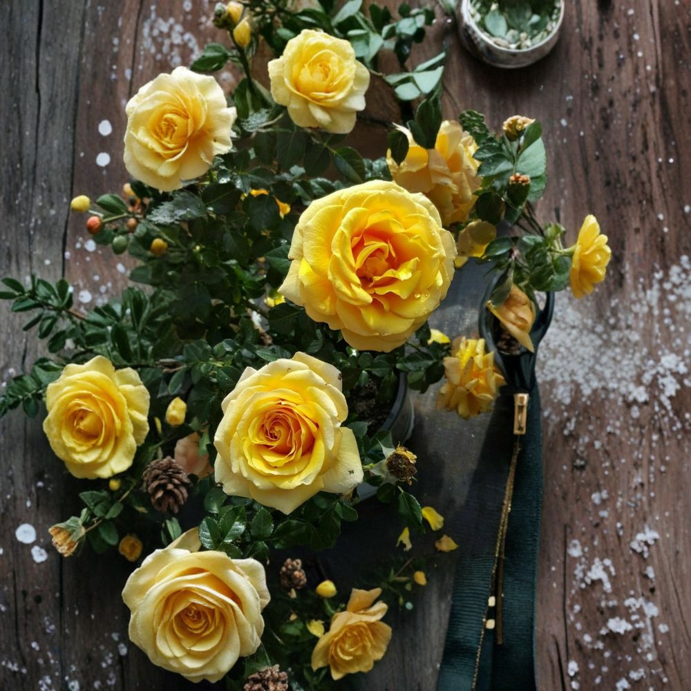 St. Tropez Floribunda Rose – Rosa Hybrid Live Plant | 3 Gallon Rose Bush | Vibrant Flowering Rose | Landscape Garden Favorite | One-Year-Old Field Grown Plant