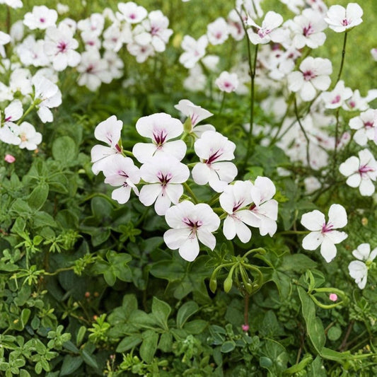 Reach Out White Ivy Geranium Seeds – 100 Pelargonium Seeds | White Trailing Geranium for Baskets & Pots