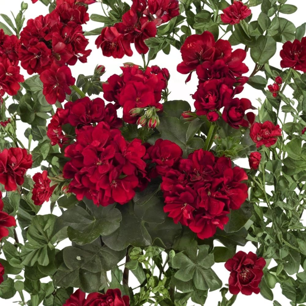 Red Geranium Seeds – Pelargonium Flower Seeds | 10 Seeds Included | Bright Red Blooms | Patio & Garden Friendly | Easy to Grow