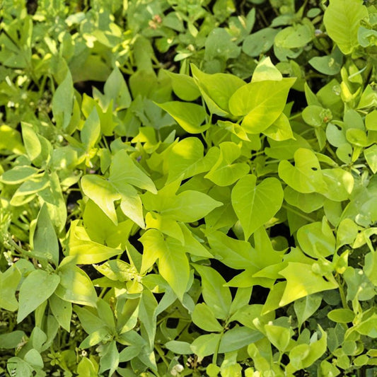Compact Margie Sweet Potato Vine – 2 Live Ipomoea batatas 'Margie' Plants | 4–6 Inch Rooted Starters | Chartreuse Ornamental Vine | No Pot