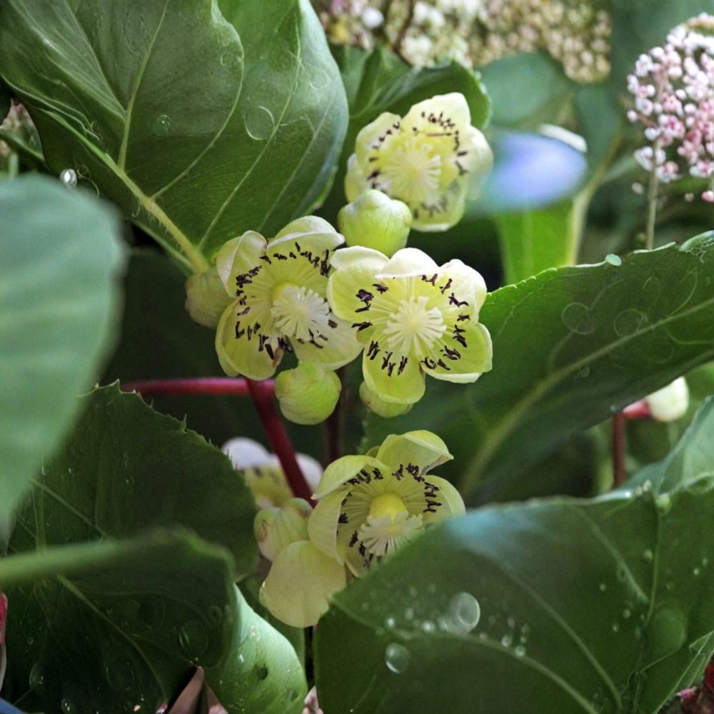 Fairchild Male Hardy Kiwi Vine – Live Rooted Starter Plant | Pollinator for Hardy Kiwi | Zones 4–8 | Vigorous Climbing Vine | Easy to Grow