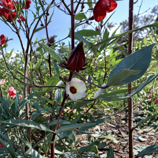 Roselle Hibiscus Live Plant – 1 Foot Seedling | Hibiscus sabdariffa | Tea Plant | Potted with Soil | Edible Garden