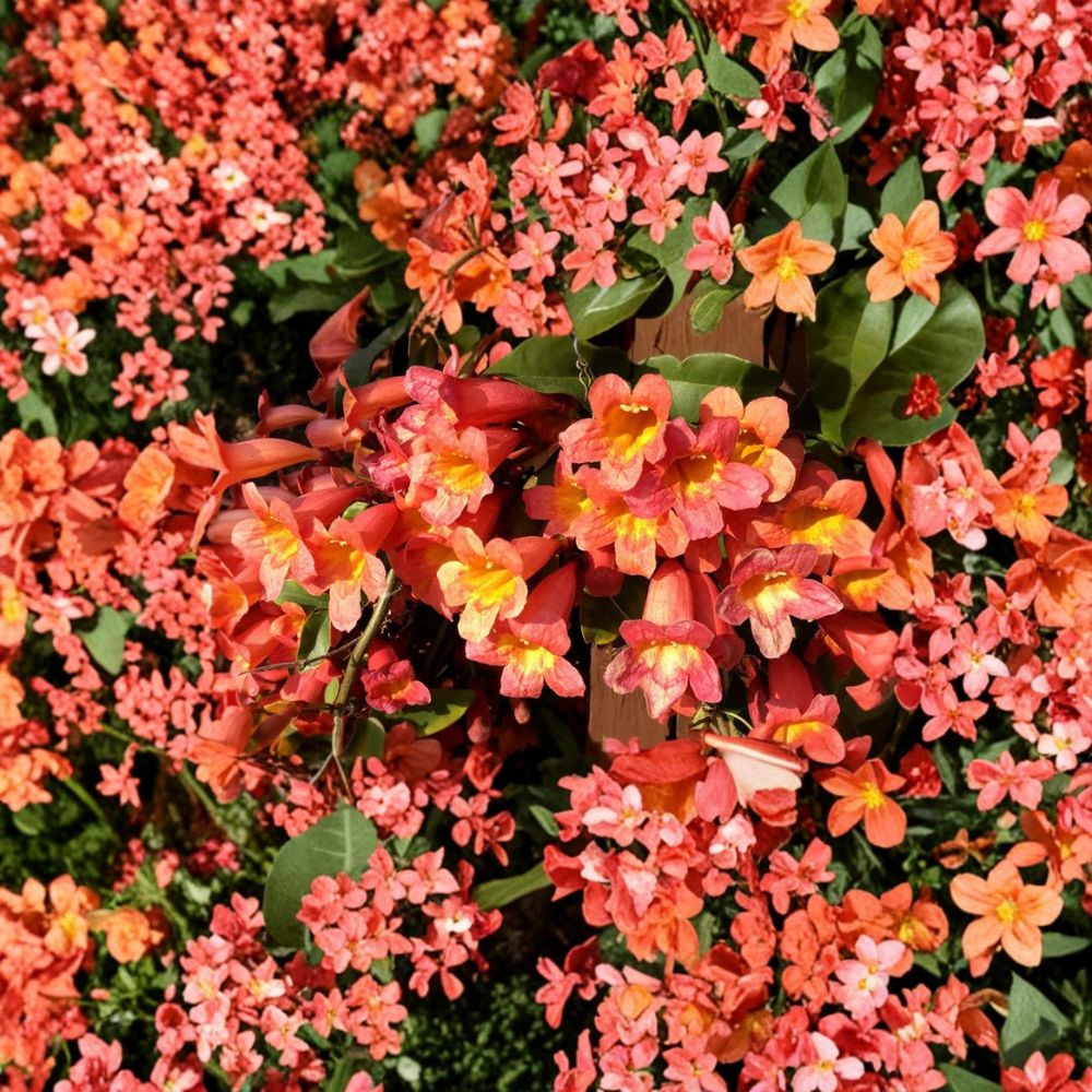 Tangerine Beauty Crossvine – Bignonia capreolata Live Rooted Starter Plant | No Pot | Fast-Growing Flowering Vine | Hummingbird & Butterfly Favorite