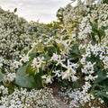 Star Jasmine Cuttings – Trachelospermum jasminoides | 7 Unrooted Cuttings | Fragrant White Flower Vine | Propagation Starter