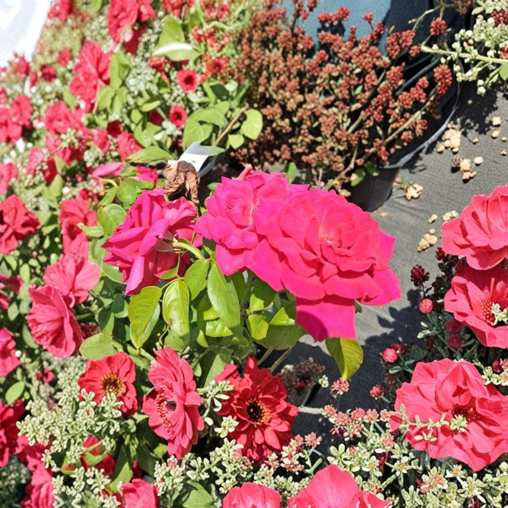 Voluptuous Deep Pink Hybrid Tea Rose – Rosa Live Plant | 1 Gallon Bush | Large Deep Pink Blooms | Elegant Garden Rose | Landscape Favorite