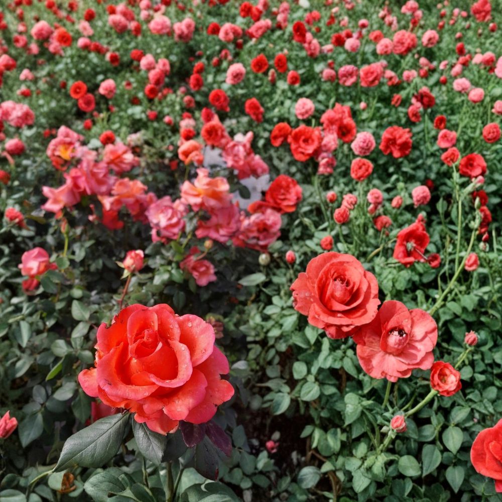 Ring of Fire Hybrid Tea Rose – Rosa Hybrid Live Bush Plant | 5 Gallon Size | Vibrant Multicolor Rose | Landscape & Cut Flower Favorite | Garden Ready