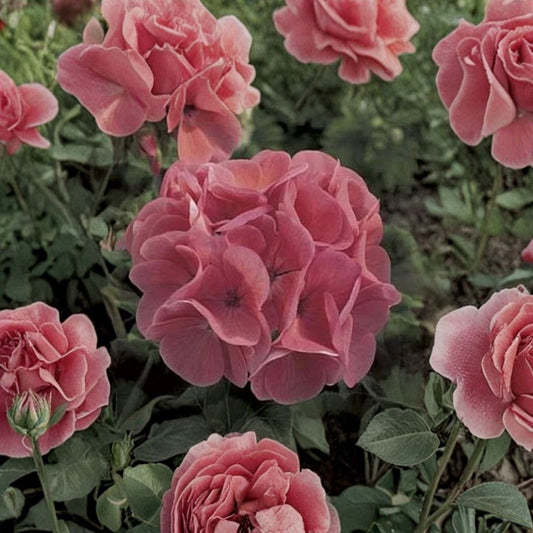Maverick Salmon Geranium Seeds – 10 Zonal Pelargonium Flower Seeds | Large Bloom Patio & Garden Geranium