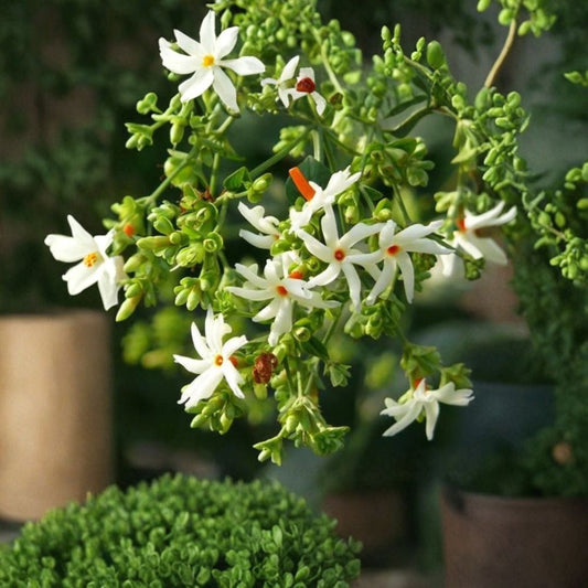 Night Flowering Jasmine Seeds – Nyctanthes arbor-tristis | 5 Seeds Parijat Tree | Fragrant Night Blooming Plant | Rare Tropical Shrub