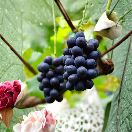 Nagano Purple Grape Vine – Live Plant | Japanese Premium Seedless Grape | Large Sweet Purple Berries | High Brix Luxury Fruit | Backyard Vineyard