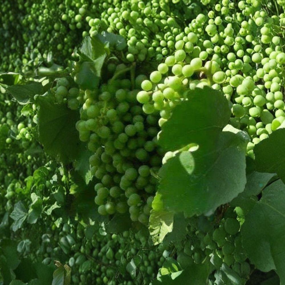 Caminante Blanc Wine Grape Vine – Live Fruit Vine | 4–6 Feet Tall | Self-Fertile White Wine Grape | Pierce's Disease Resistant | Fast Growing Vineyard Plant