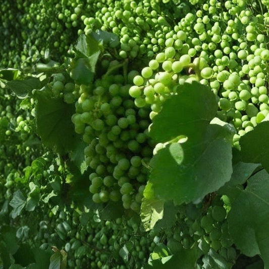Caminante Blanc Wine Grape Vine – Live Fruit Vine | 4–6 Feet Tall | Self-Fertile White Wine Grape | Pierce's Disease Resistant | Fast Growing Vineyard Plant