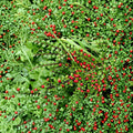 Cotoneaster Live Cuttings – 10 Hardy Shrub Cuttings | Alaska Grown Ornamental Hedge Plant | Pollinator Friendly Landscape Shrub | Easy to Root