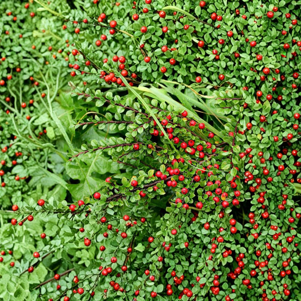 Cotoneaster Live Cuttings – 10 Hardy Shrub Cuttings | Alaska Grown Ornamental Hedge Plant | Pollinator Friendly Landscape Shrub | Easy to Root