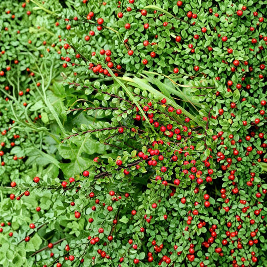 Cotoneaster Live Cuttings – 10 Hardy Shrub Cuttings | Alaska Grown Ornamental Hedge Plant | Pollinator Friendly Landscape Shrub | Easy to Root