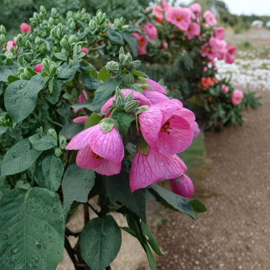 Abutilon Pink Live Plant – Pink Flowering Maple | Chinese Lantern | 4 Inch Nursery Starter | Ships Without Pot