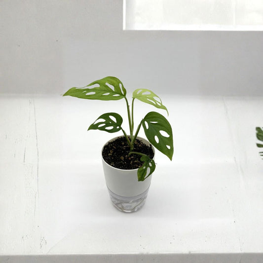 Monstera Adansonii – Swiss Cheese Plant | 4 Inch Self-Watering Pot | Live Tropical Houseplant | Fenestrated Leaves | Indoor Decor