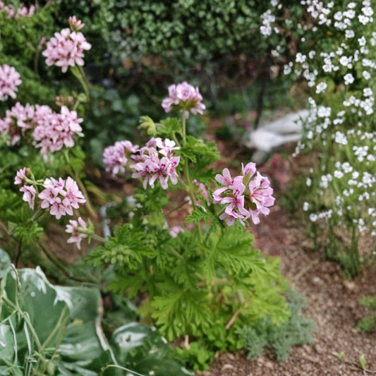 3 Pelargonium Citronella Cuttings – Lemon Scented Geranium | Pink Flowers | 3–5" Plant Cuttings | Easy Propagation | Aromatic Garden Plant
