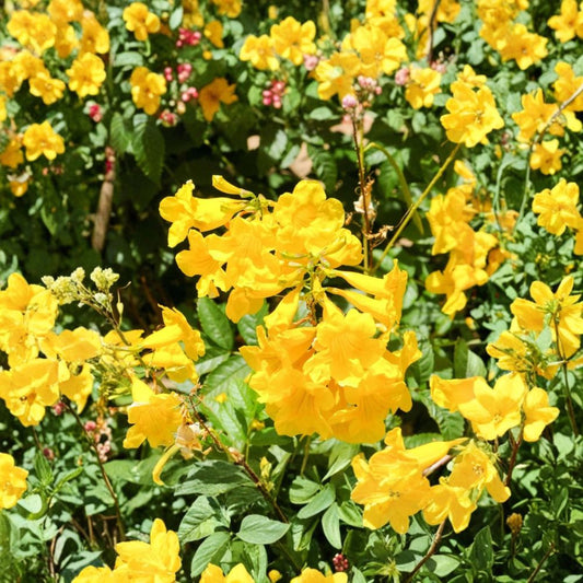 Yellow Bells Live Plants – 2 Tecoma stans Rooted Starters | 4–6 Inch Tropical Flowering Shrubs | No Pot | Fast Growing