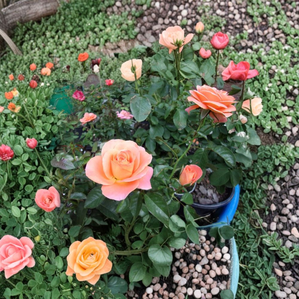 New Year Grandiflora Rose – Rosa Hybrid Live Bush Plant | 5 Gallon Size | Orange Flowering Rose Shrub | Elegant Grandiflora Rose | Garden Ready