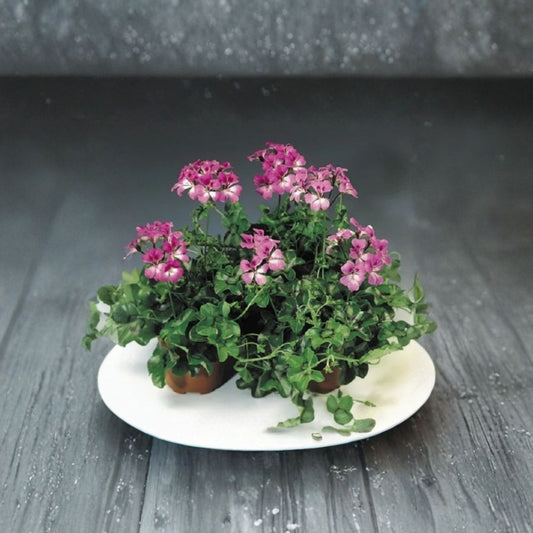Tornado Bicolor Duet Geranium Seeds – Trailing Ivy Geranium | 15 Film Coated Seeds | Hanging Basket Flower | Heat Tolerant Blooms | Easy to Grow