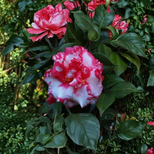 Daikagura Camellia Japonica – Live Starter Plant | 4L Size | Ships Without Pot | Evergreen Flowering Shrub | Shade Garden Favorite