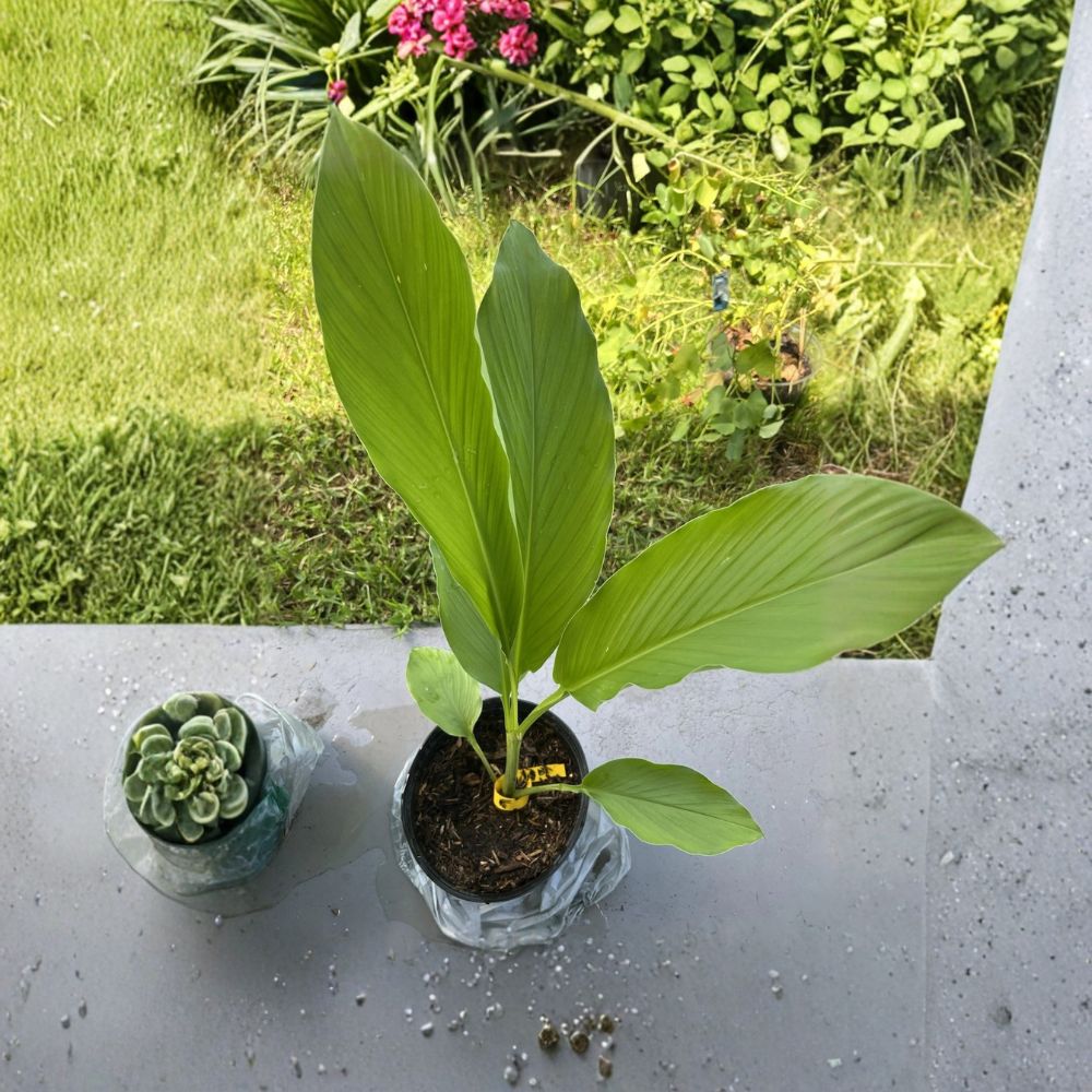 Yellow Turmeric – 3 Live Root Plants | Curcuma longa | Fresh Sprouted Rhizomes | Edible Tropical Herb