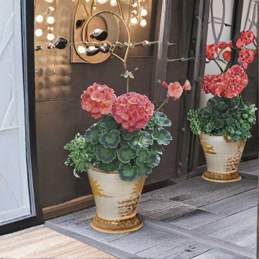 Maverick Coral Geranium Seeds – 100 Pelargonium Seeds | Bright Coral Orange Zonal Geranium Flowers
