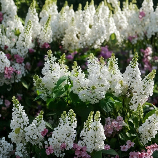Bridal Memories Lilac Bush – Live Bare Root Plant | Syringa vulgaris | Fragrant Spring Flowering Perennial Shrub
