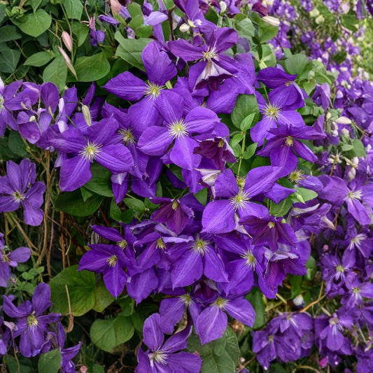 Clematis Jackmanii Superba Live Starter Plant | Bare Root Live Roots | Deep Purple Flowering Vine | Fast Growing Climber | Easy to Grow