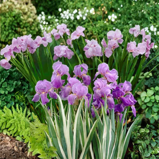 Iris Pallida Variegata – Iris pallida 'Argentea Variegata' Live Rooted Plant | Quart Nursery Pot | Fragrant Purple Blooms | Easy to Grow