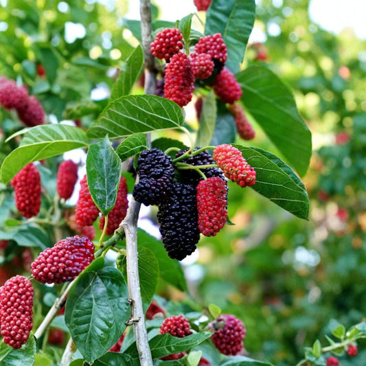 2 Live Dwarf Everbearing Mulberry Plants – 4–6 Inches Tall | No Pot | Morus Fruit Tree Starters | Compact Edible Garden Plants | Patio & Container Friendly