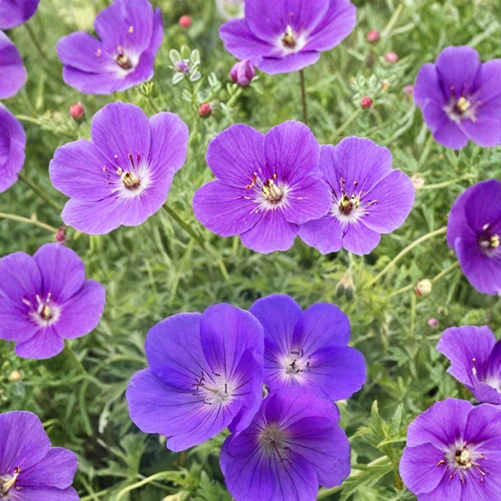 Orion Geranium Seeds – Pelargonium Flower Seeds | 25+ Seeds Included | Vibrant Garden Blooms | Patio & Container Friendly | Easy to Grow