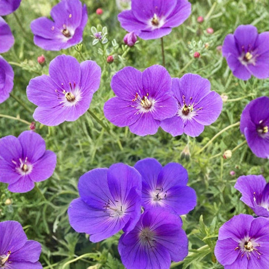 Orion Geranium Seeds – Pelargonium Flower Seeds | 25+ Seeds Included | Vibrant Garden Blooms | Patio & Container Friendly | Easy to Grow