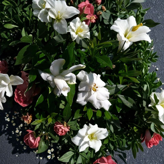 Dwarf Radicans Gardenia – Gardenia radicans Live Plant | 8–12 Inch Starter | Fragrant White Flowers | Low Growing Evergreen | Heat Tolerant | 4 Inch Rooted Plant
