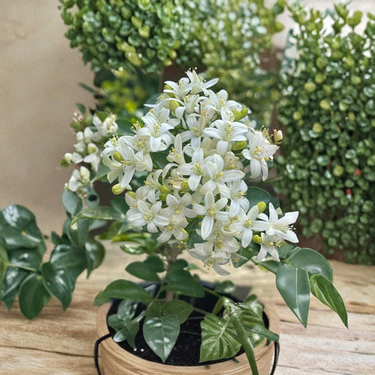Orange Jasmine Seeds – Murraya paniculata Dwarf Variety | 20 Seeds Fresh Harvest | Fragrant White Flower Citrus Jasmine Plant
