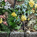 Chilean Jessamine – Cestrum parqui Live Plant | 3.25 Inch Pot | Yellow Flowering Shrub | Fragrant Summer Blooms