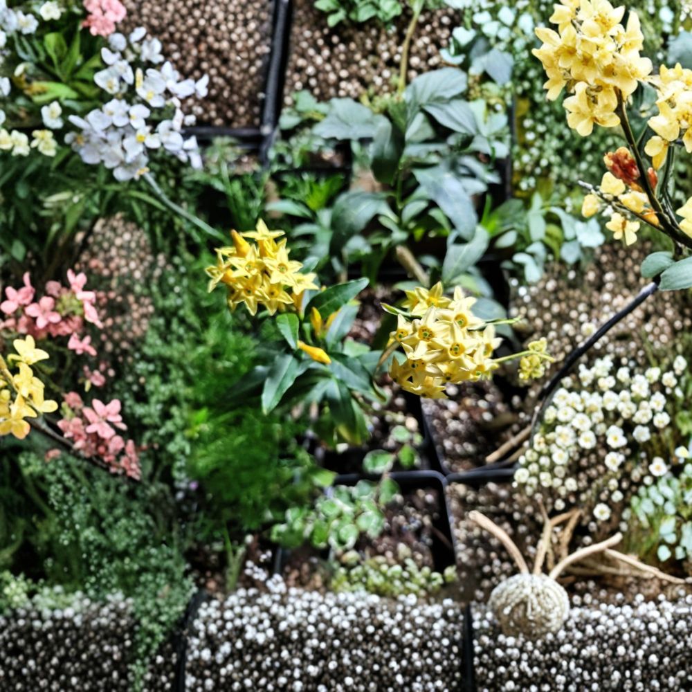Chilean Jessamine – Cestrum parqui Live Plant | 3.25 Inch Pot | Yellow Flowering Shrub | Fragrant Summer Blooms