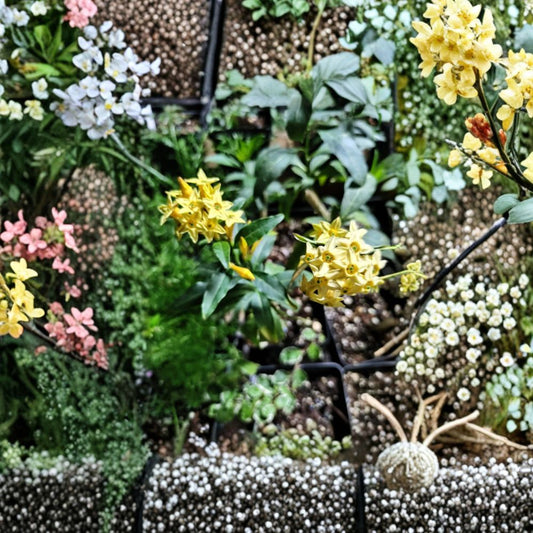 Chilean Jessamine – Cestrum parqui Live Plant | 3.25 Inch Pot | Yellow Flowering Shrub | Fragrant Summer Blooms