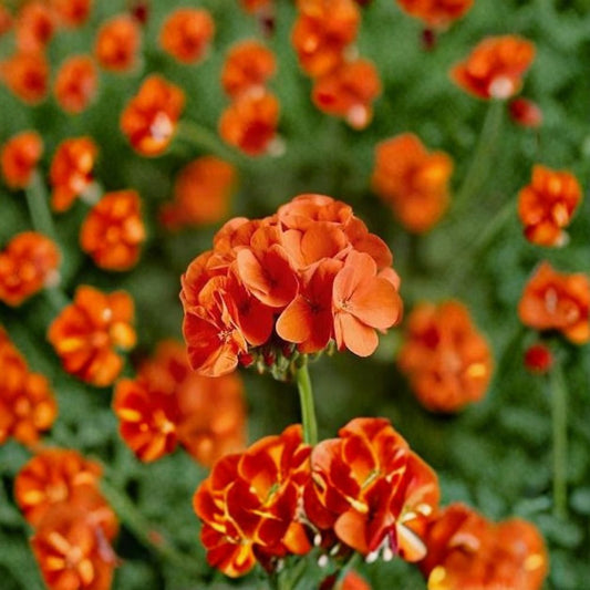 Geranium Pinto Premium Orange – Pelargonium Seeds | 1,000 Seeds | Vivid Orange Blooms | Vigorous Garden Variety | Pot & Landscape Friendly | Easy to Grow