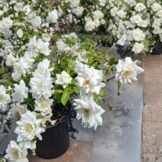Iceberg Floribunda Rose – Rosa Hybrid Live Plant | 2 Gallon Rose Bush | Pure White Blooms | Repeat Flowering Shrub Rose | Two-Year-Old Field Grown Plant